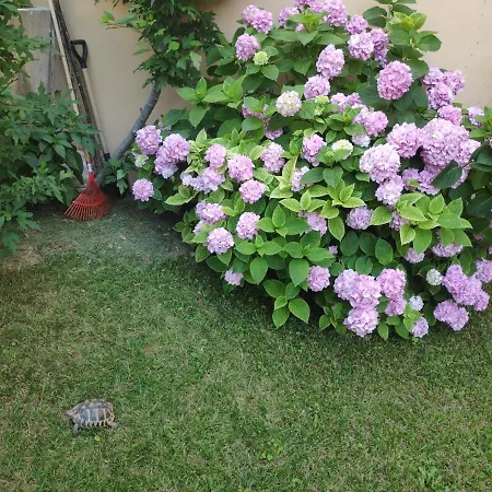 Apartamento Spacious With Big Garden Near *